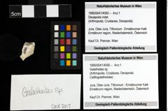 Foto (Objekt + Etiketten) von Galatheites sp. 